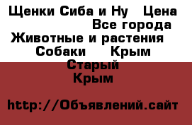 Щенки Сиба и Ну › Цена ­ 35000-85000 - Все города Животные и растения » Собаки   . Крым,Старый Крым